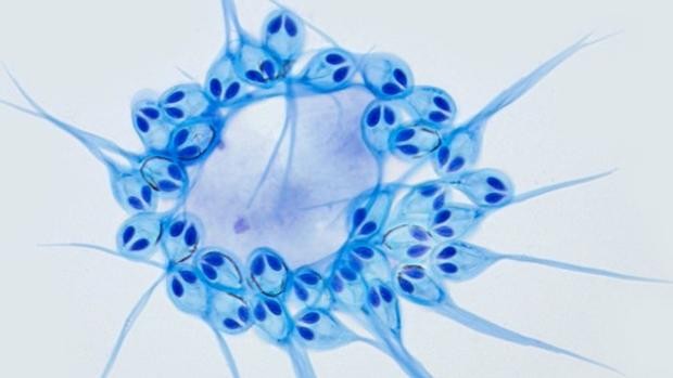 El curioso animal que no necesita respirar oxígeno para vivir | Internacionales