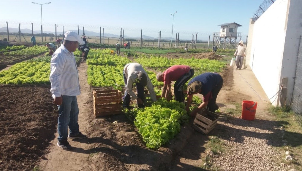 Internos de la cárcel de Saavedra ya lograron el autoabastecimiento gracias a su huerta | Actualidad