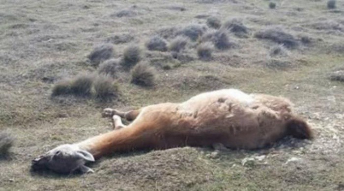 Cazó un guanaco y murió desangrado al herirse de manera accidental | Actualidad