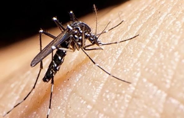 Registraron la segunda muerte por dengue en la provincia de Buenos Aires | Actualidad