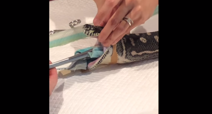 Video: le sacaron una toalla del estómago a una serpiente y le salvaron la vida | Curiosidades