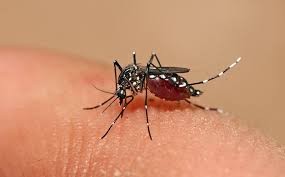 En Corrientes ya hay más de cien casos de dengue | Actualidad