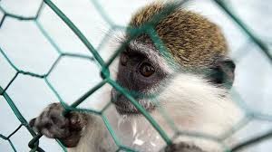 Video: obligan a un mono a levantar pesas y andar en bicicleta para entretener a los turistas | Internacionales