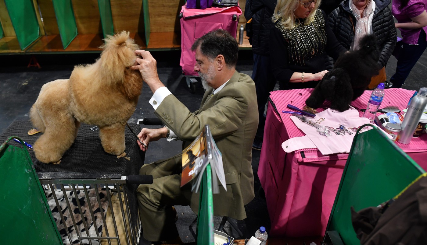 Los fans de los perros desafían al coronavirus en un show canino en Inglaterra | Internacionales