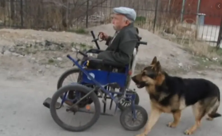 Video: el perro que acompaña a un anciano en silla de ruedas a todos lados | Curiosidades