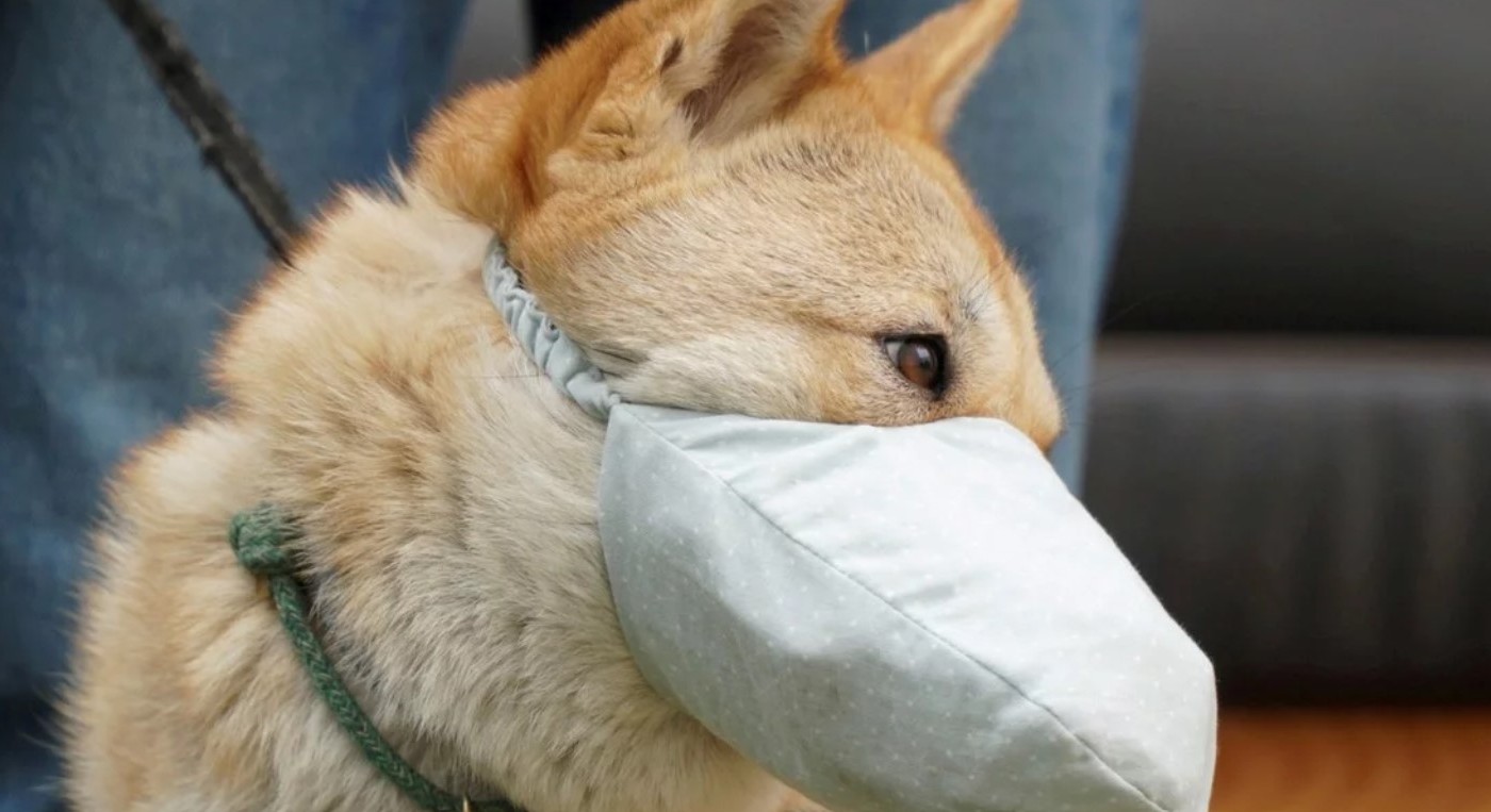 Murió el primer perro diagnosticado con coronavirus | Internacionales