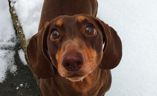 Efecto cuarentena: el perro que se quebró la cola de la alegría de estar todo el día con sus dueños | Curiosidades