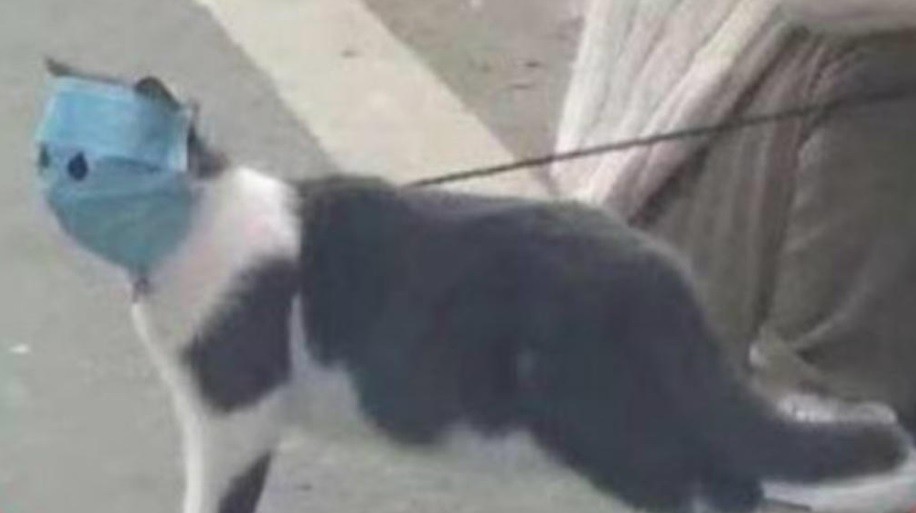 Inusual caso: un hombre contagió el coronavirus a su gato | Internacionales