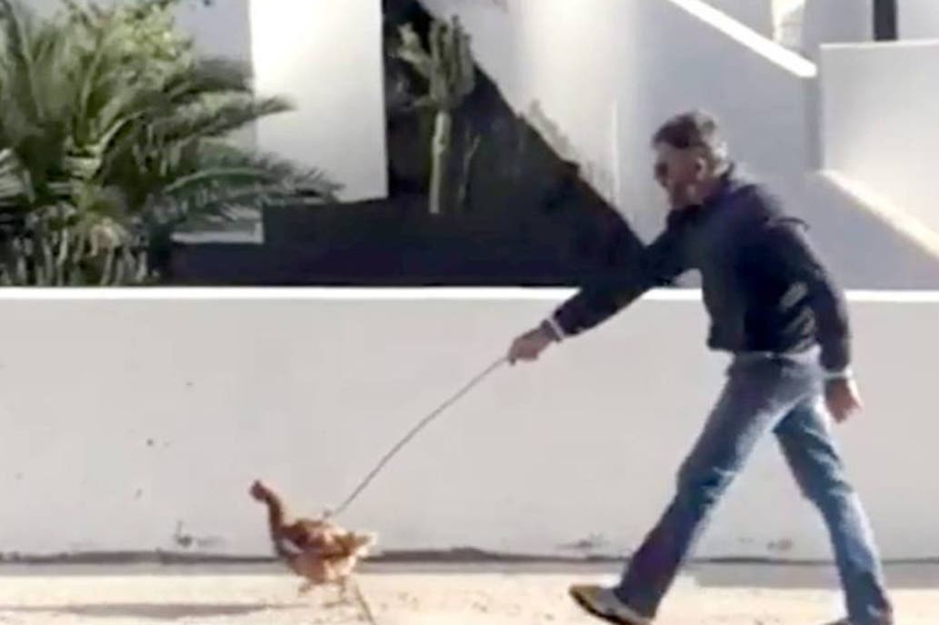 Violó la cuarentena para pasear una gallina y deberá pagar miles de euros | Internacionales