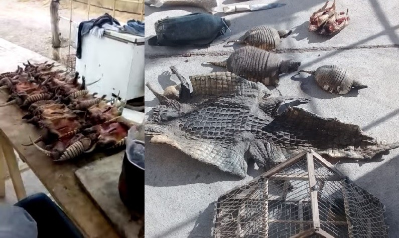 Cazadores ilegales de quirquinchos grabaron un video con sus presas y terminaron presos | Actualidad
