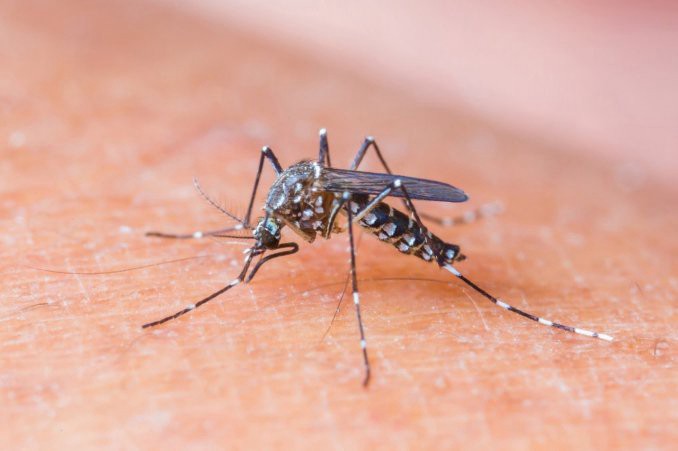 Descubren por qué los mosquitos pican más a unas personas que a otras | Actualidad