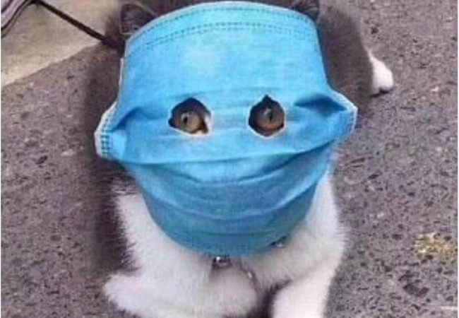 Estudios de científicos chinos indican que el coronavirus infecta a los gatos | Internacionales