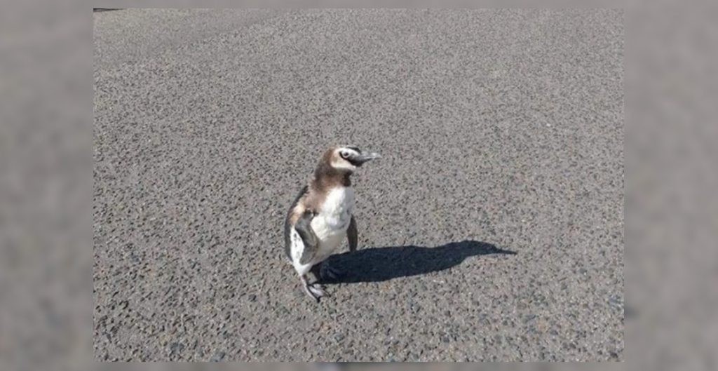 El lado b del coronavirus: apareció un pingüino caminando por las calles de Miramar | Actualidad