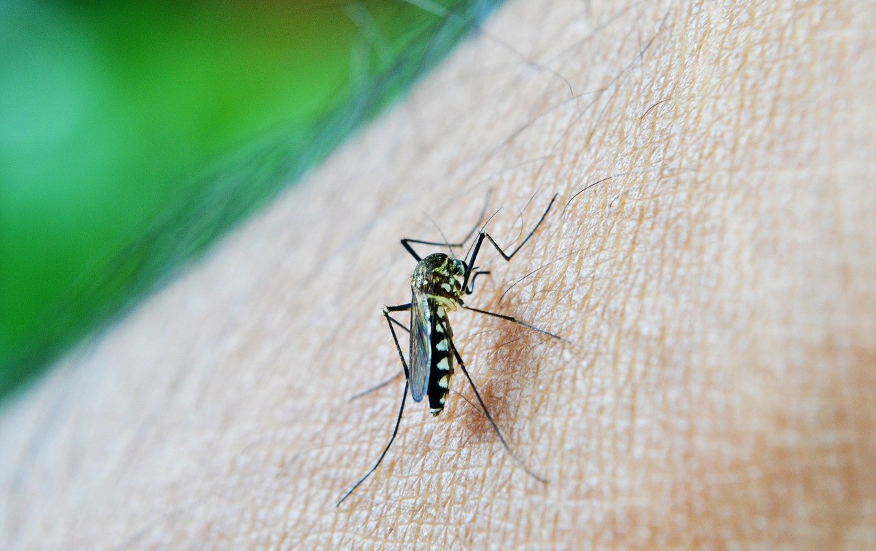 El peor brote de dengue de los últimos tres años: solo en la Ciudad hay 2.134 casos | Actualidad