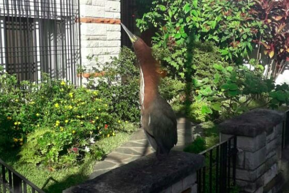 El lado b del coronavirus: el video del extraño pájaro que apareció en las calles de Olivos | Actualidad