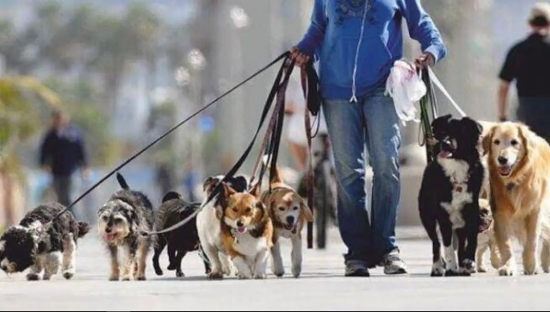 Gremio de paseadores de perros pide que se declare servicio esencial | Actualidad