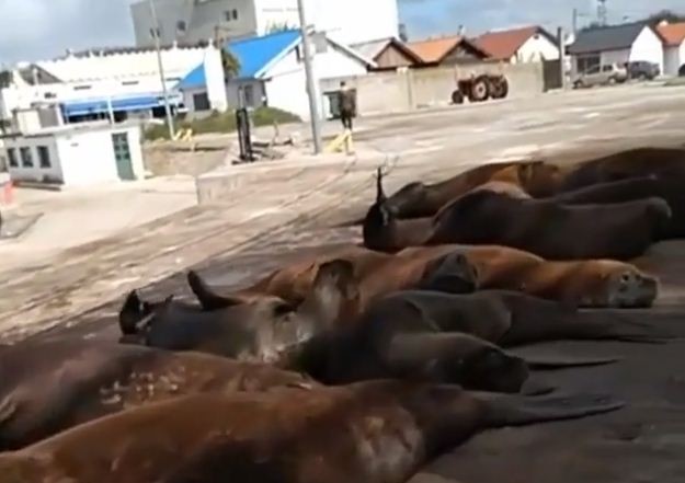 El lado b del coronavirus: los lobos marinos se pasearon por las calles del puerto de Mar del Plata | Actualidad