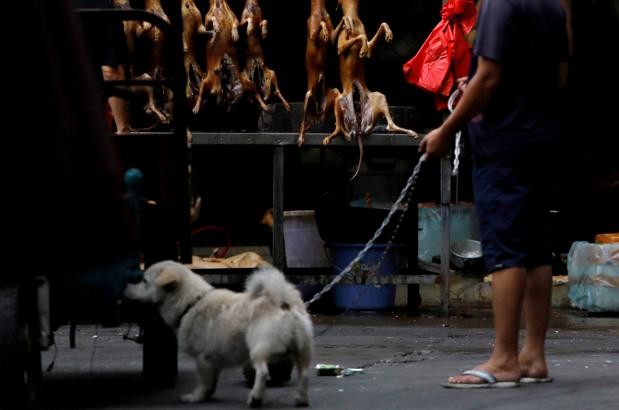 Coronavirus: un nuevo estudio ubica en los perros callejeros el origen de la pandemia | Internacionales