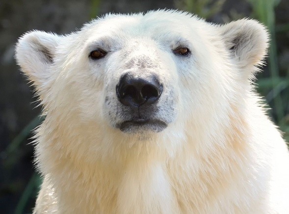 Pandemia: zoológico alemán considera sacrificar animales para alimentar a otros | Internacionales