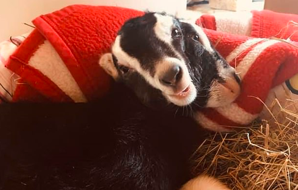 El video de la cabra que nació con dos cabezas: se alimenta por ambas bocas | Curiosidades