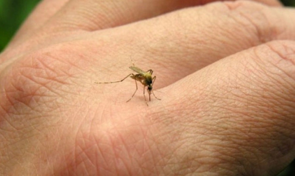 Preocupación porque se disparan los casos el dengue: "La situación es seria", dijo Ginés | Actualidad