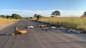 Por la cuarentena no hay safaris en Sudáfrica y los leones tienen vía libre en la ruta | Internacionales