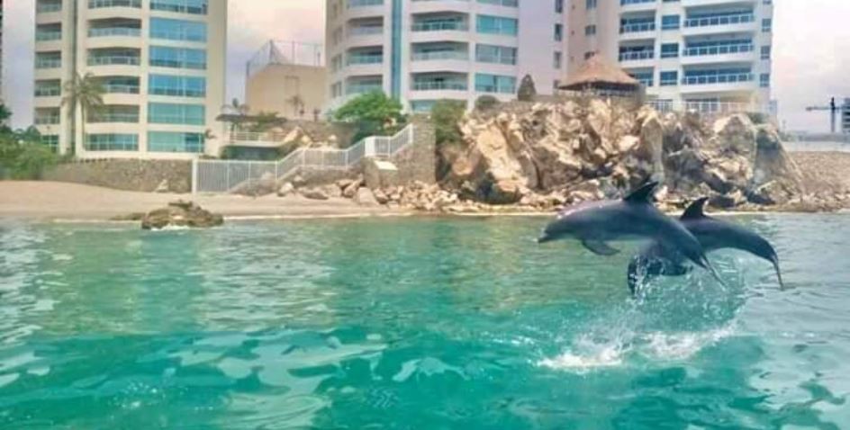 Efecto cuarentena: sacaron a los delfines de un acuario a la playa porque no hay turistas | Internacionales