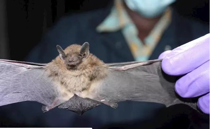 La OMS cree que el coronavirus "tiene un origen animal" y asegura que no hay evidencias de que haya sido generado en un laboratorio chino | Internacionales