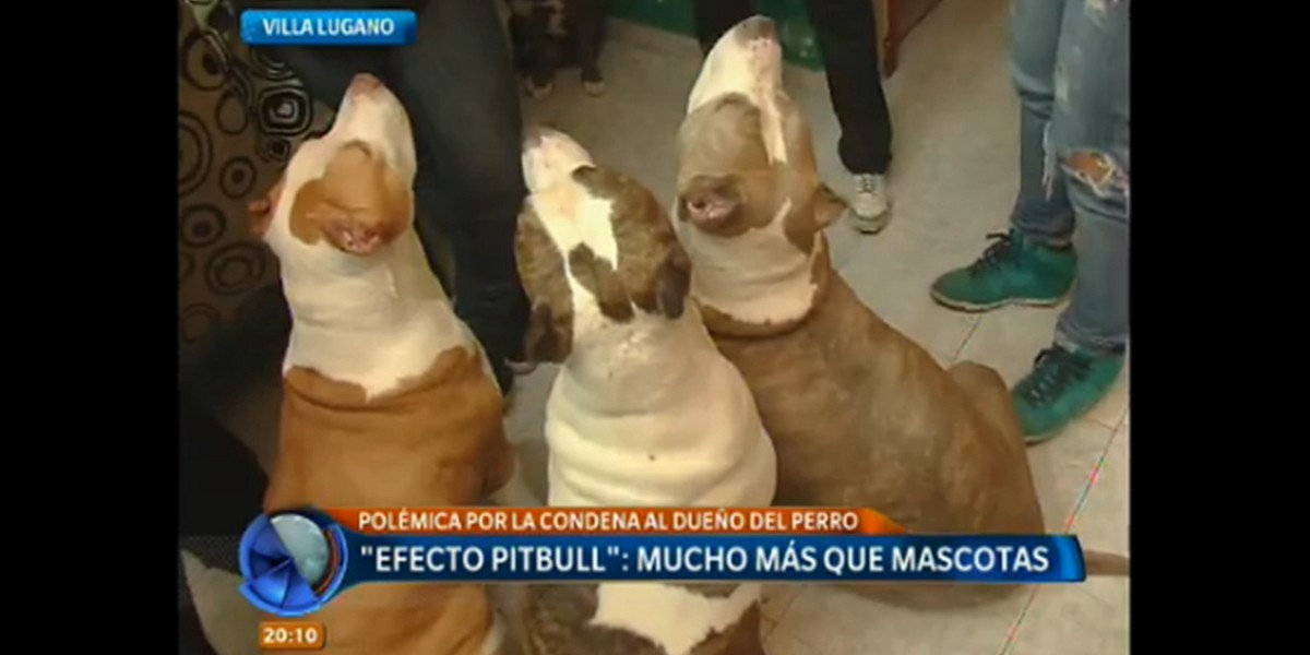 Un pitbull atacó a una beba de un año y seis meses y le perforó el cráneo | Actualidad