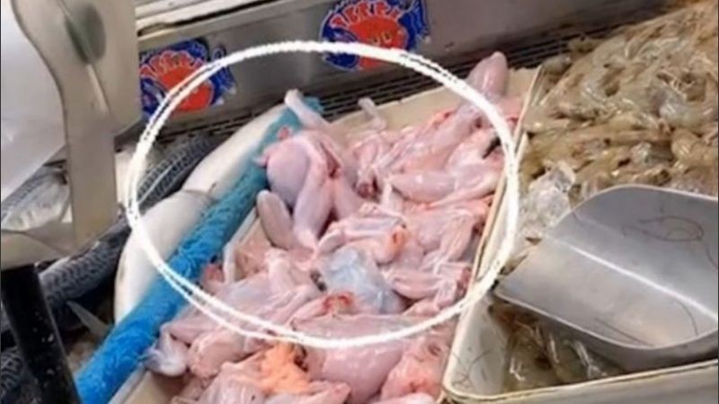 Video de TikTok: la rana "muerta" que revivió y se escapó de la carnicería | Curiosidades