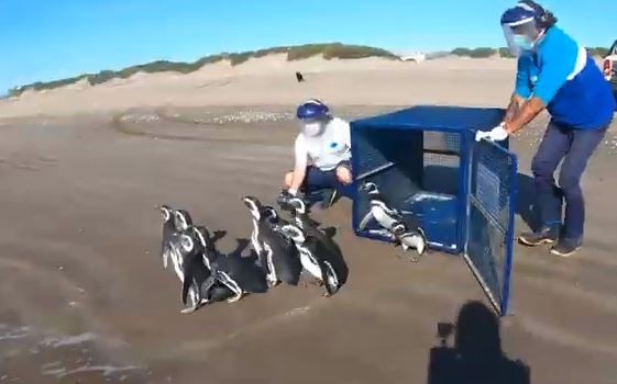 VIDEO: Diez pingüinos "rompieron" la cuarentena y regresaron al mar | Actualidad