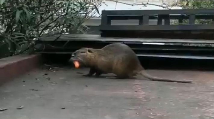 La historia de "Luchito", el roedor gigante que apareció en una casa de La Boca | Curiosidades