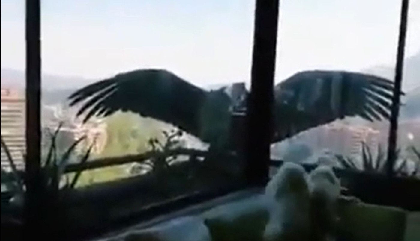 Videos: doso cóndores tratan de comerse a tres perritos en un edificio de Chile | Internacionales
