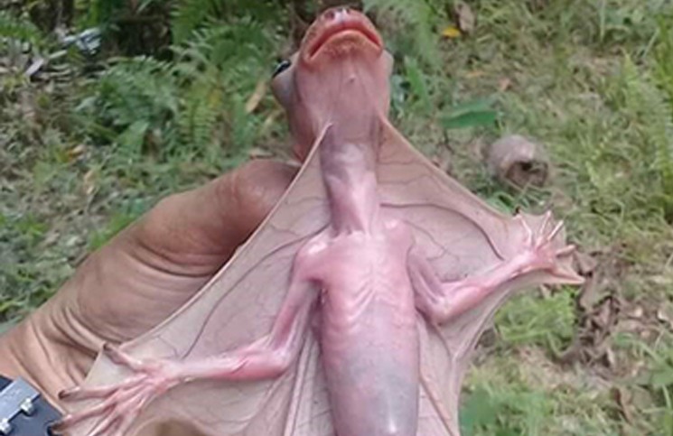 La historia detrás del video del lemur volador que causó pánico en las redes sociales | Curiosidades