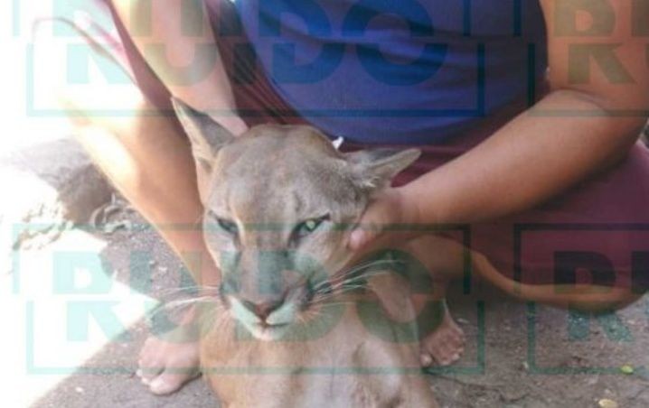 Cazadores aprovechan la cuarentena para matar pumas cerca de las ciudades | Curiosidades