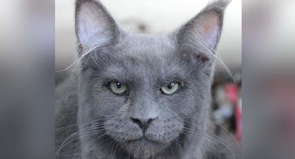 El gato con rostro humano que se volvió viral en las redes sociales | Curiosidades