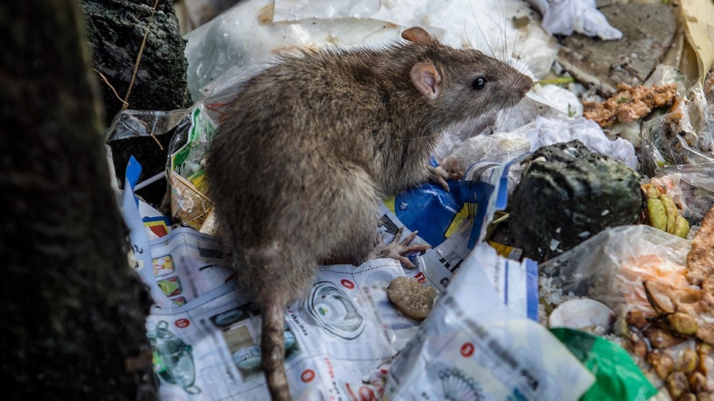Hantavirus: confirmaron dos muertes y 13 casos en provincia de Buenos Aires | Actualidad