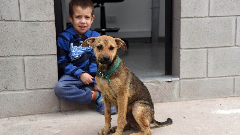 Más de veinte mascotas fueron adoptadas durante la cuarentena en Rosario | Actualidad