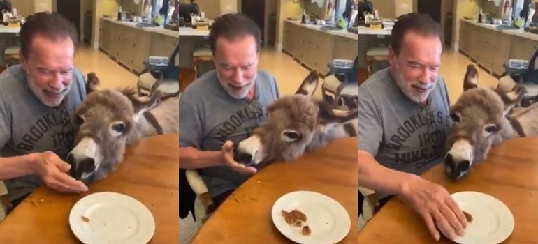 Arnold Schwarzenegger le festejó el cumple a su burra Lulu | Espectáculos