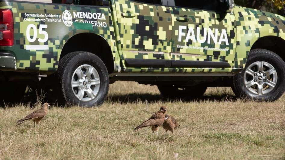 En el Día del Animal liberaron seis aves rapaces recuperadas del cautiverio en Mendoza | Actualidad