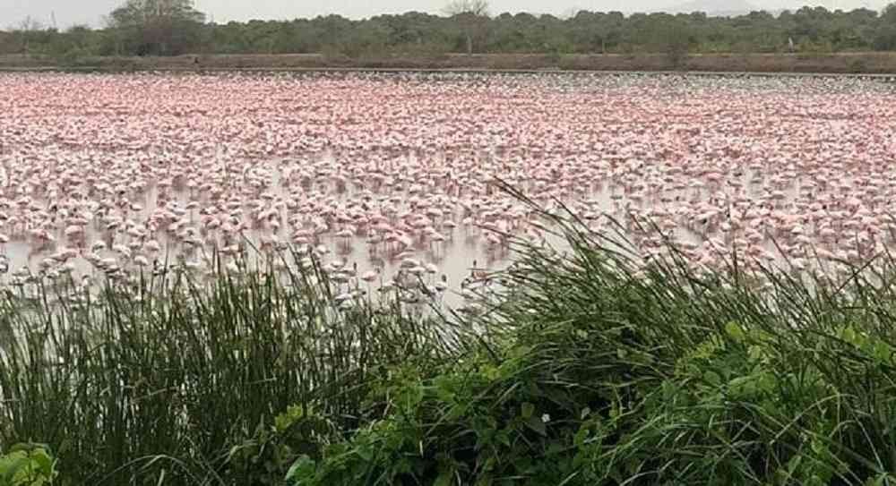 El lado b del coronavirus: una "alfombra rosa" de flamengos cubrió un lago de la India | Internacionales