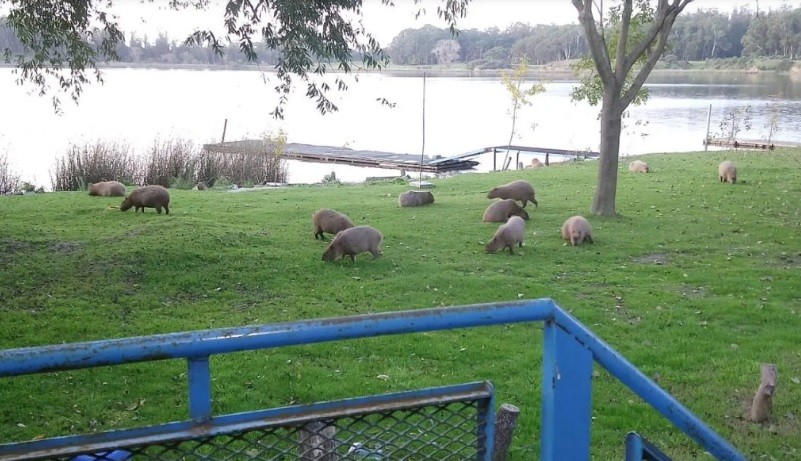 Ante la ausencia de humanos, carpinchos invaden la Laguna de los Padres | Actualidad