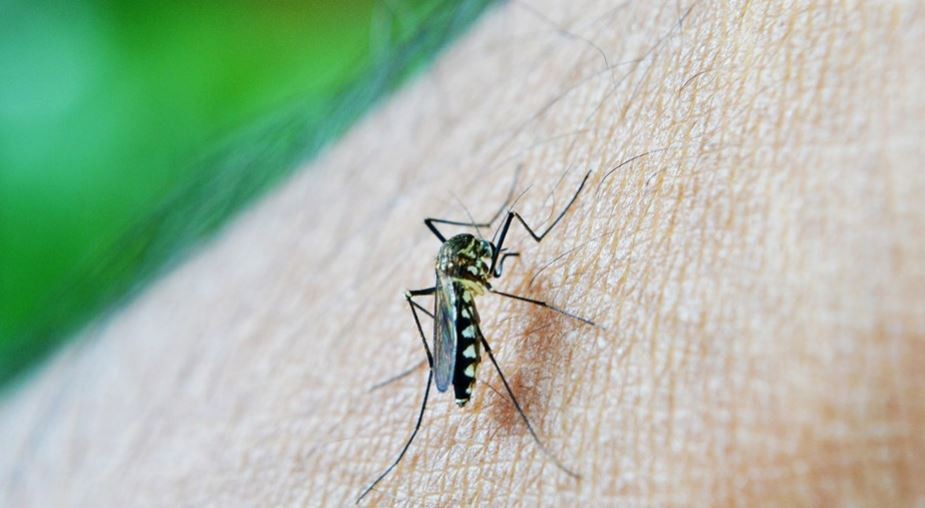 Hay más de 5.900 casos de dengue confirmados en la Ciudad y no descartan un aumento | Actualidad