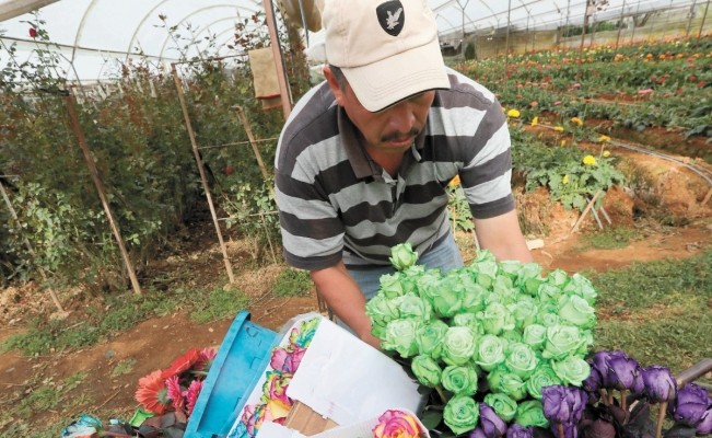 Floricultores en crisis que produzcan verduras agroecológicas recibirán microcréditos | Actualidad