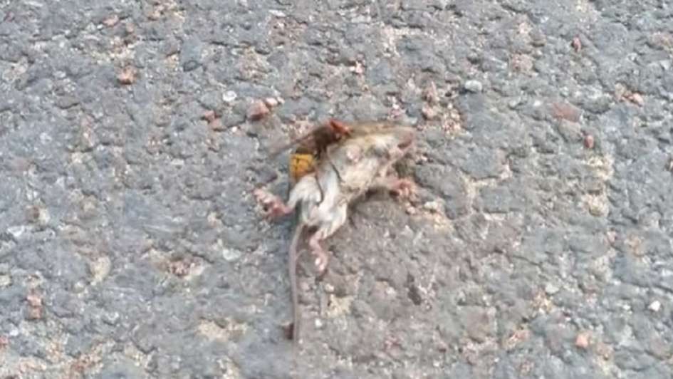 Video: el momento en que un "avispón asesino" mata a un ratón | Internacionales