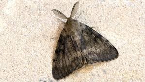 Otra alarma en Estados Unidos: ahora temen por la llegada de la "polilla gitana" | Internacionales