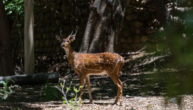 Tras la muerte de 15 ciervos, avanza en Mendoza el proyecto para reconvertir el Zoológico en un Ecoparque | Actualidad