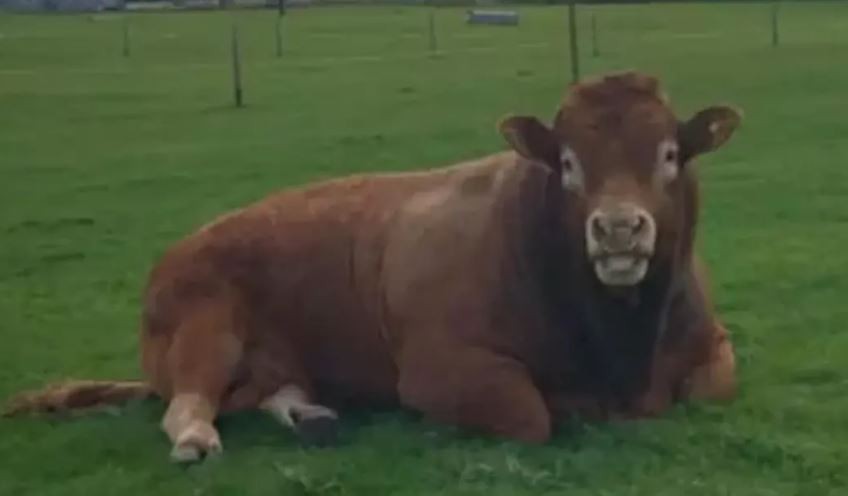 Insólito: un toro se rascó contra un poste luz y dejó sin electricidad a 800 hogares | Curiosidades