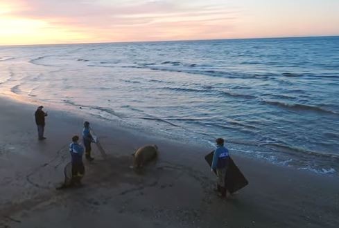 VIDEO: Un elefante marino encontrado en Lezama pudo volver al mar | Actualidad