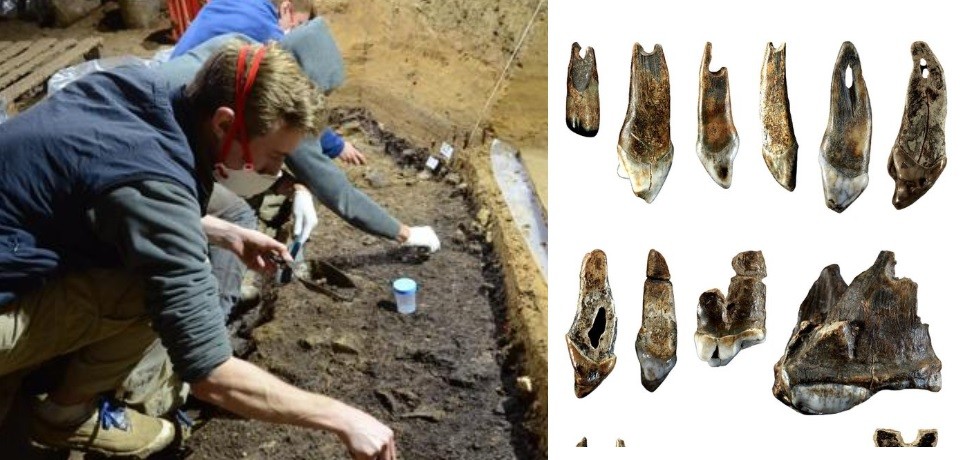 Diente y huesos: hallaron vestigios del Homo sapiens más antiguo de Europa | Internacionales